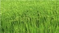 Người Miền Tây