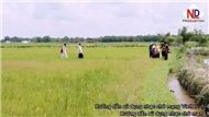 Lãng Tử Miền Tây