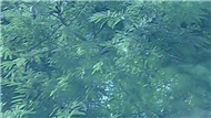 Vùng Trời Bình Yên