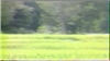 Nắng Chiều