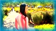 Nếu Xuân Này Vắng Anh 