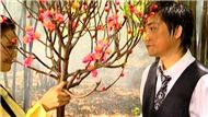 Mộng Chiều Xuân	